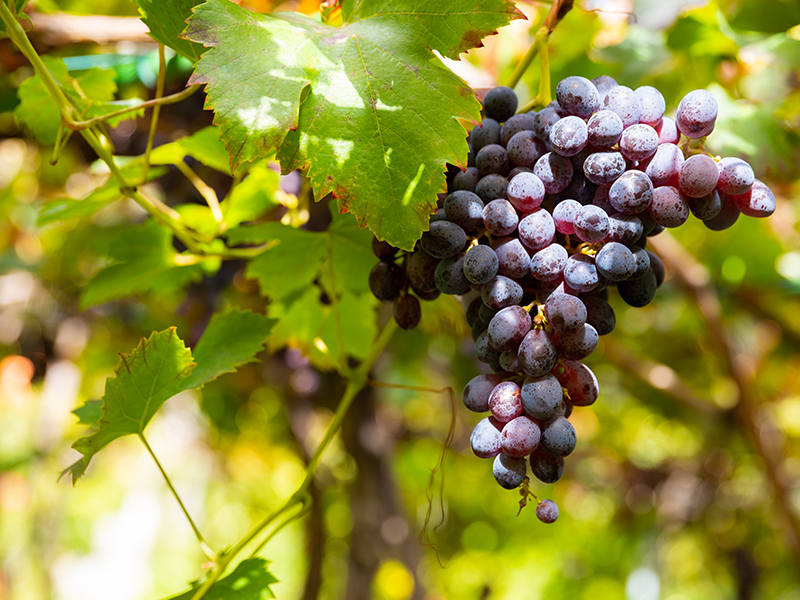 grapevine Ripe red grapes in a vineyard on a sunny day<br />